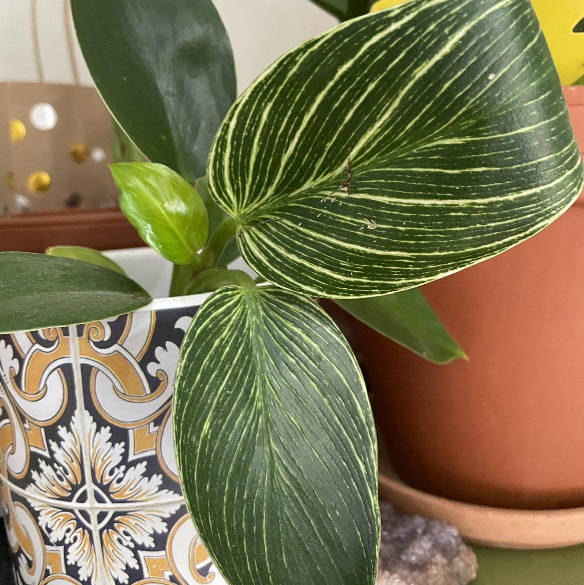 Philodendron 'White Princess' with variegated leaves in a decorative pot.