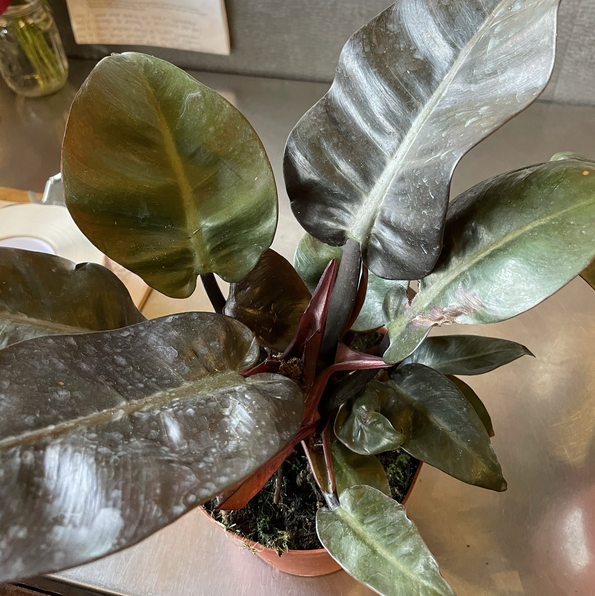 Philodendron 'Black Cardinal' plant in a small pot with dark, glossy leaves.