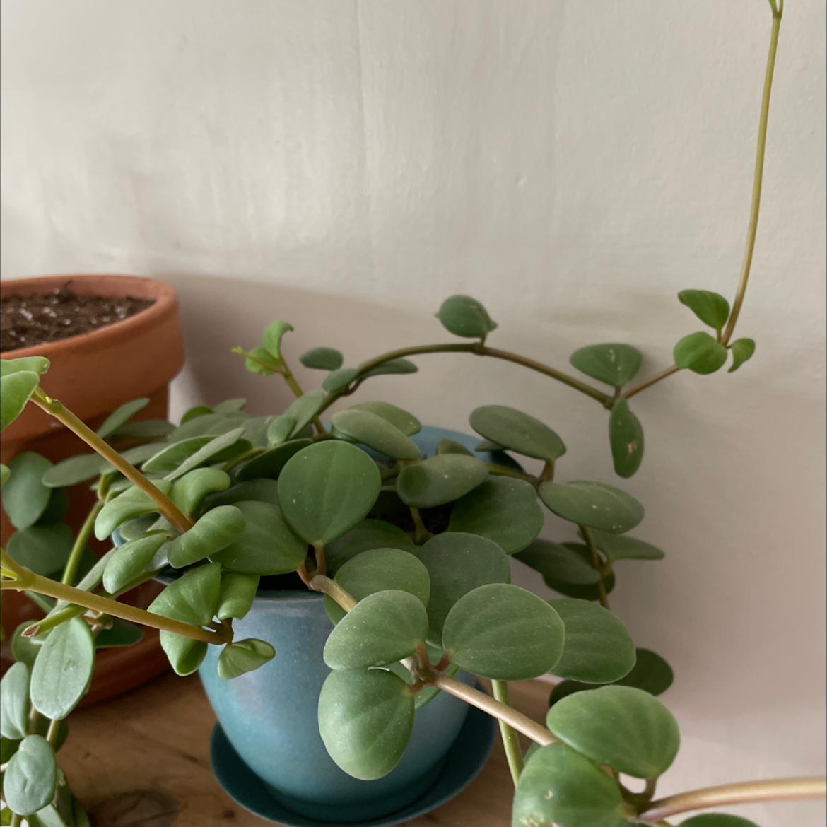 Peperomia 'Hope' plant in a blue pot with green, round leaves. Another pot with soil is visible in the background.