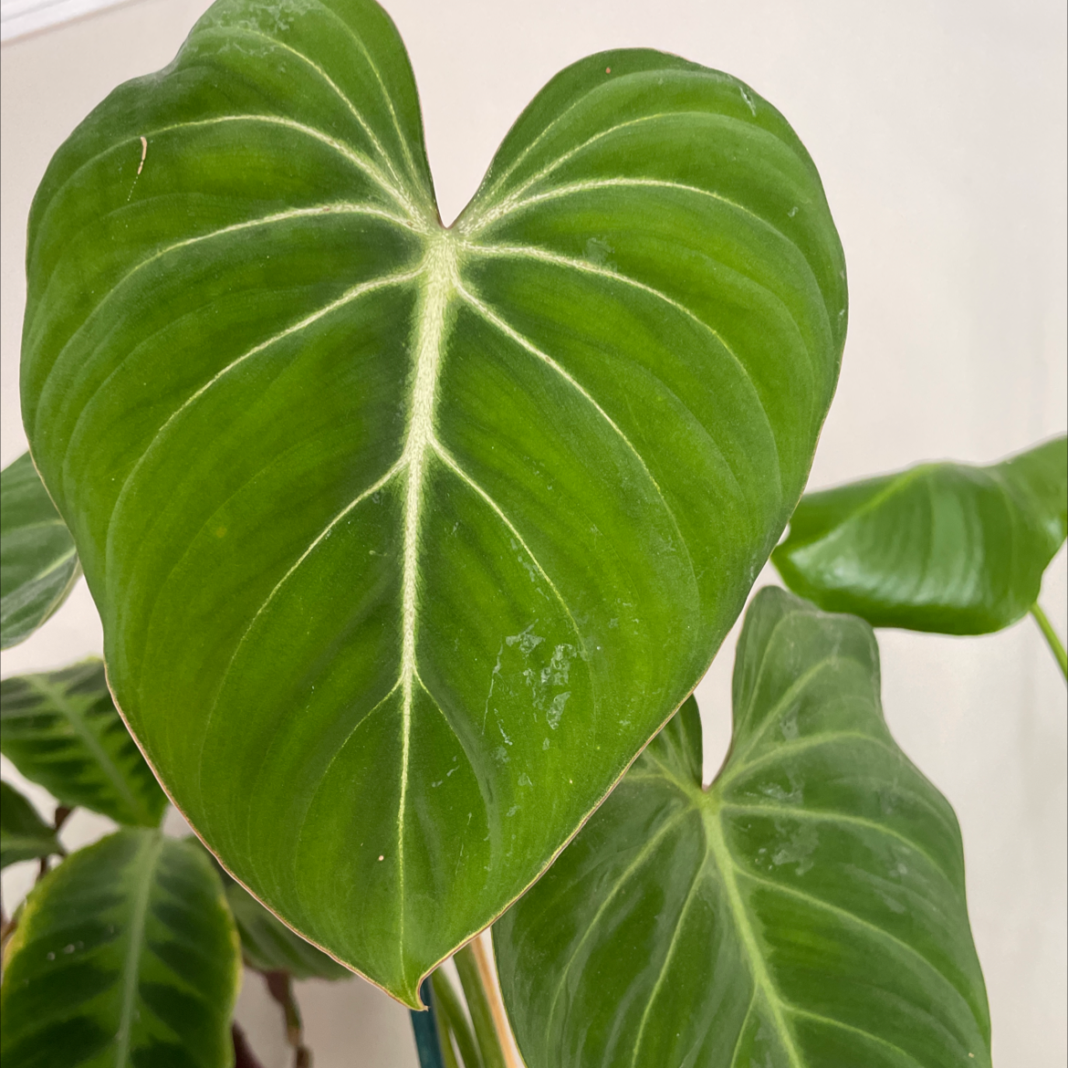 Philodendron gloriosum with large, healthy, heart-shaped leaves and prominent white veins.