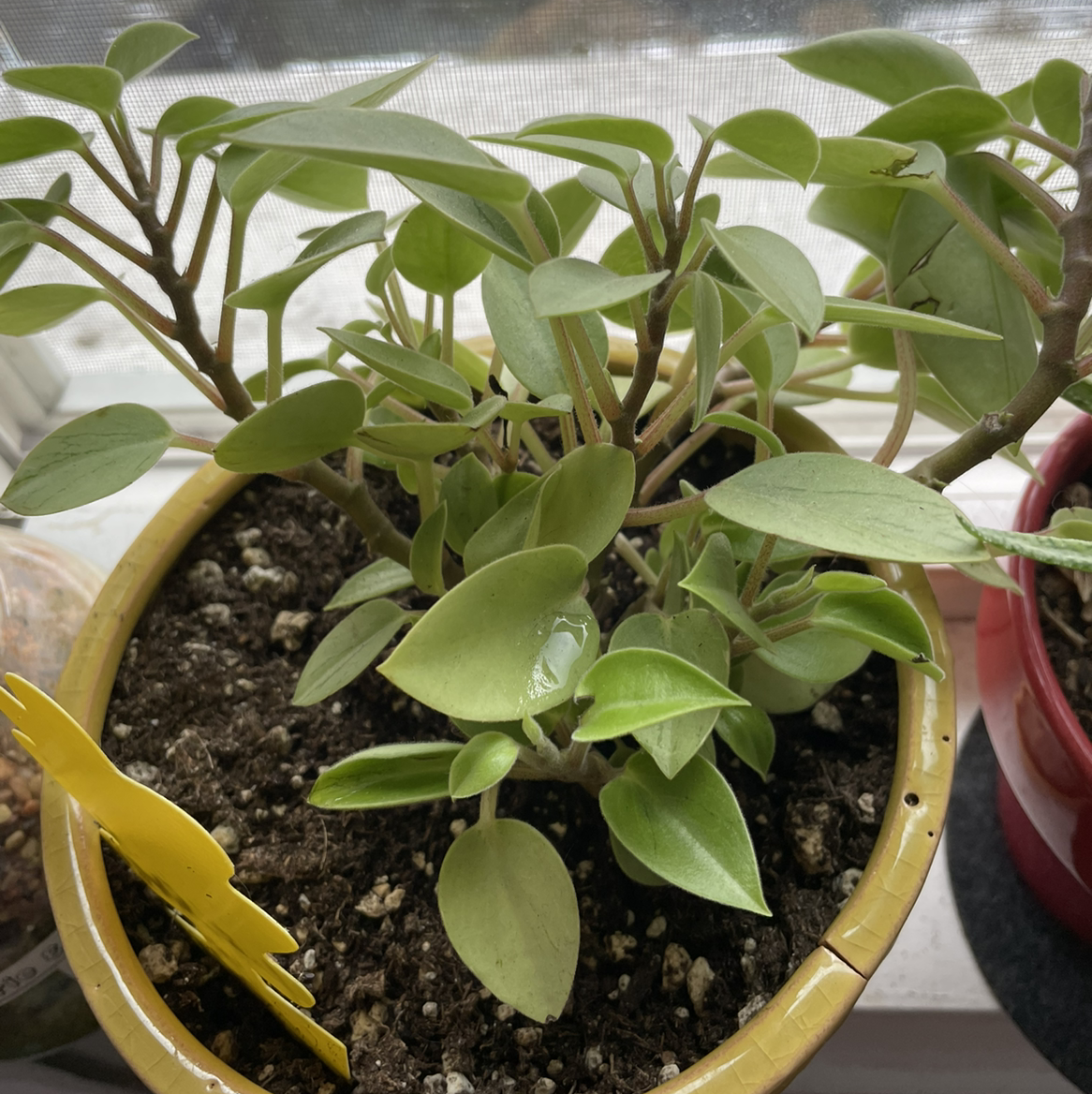 Teardrop Peperomia plant in a pot with visible soil, healthy green leaves.