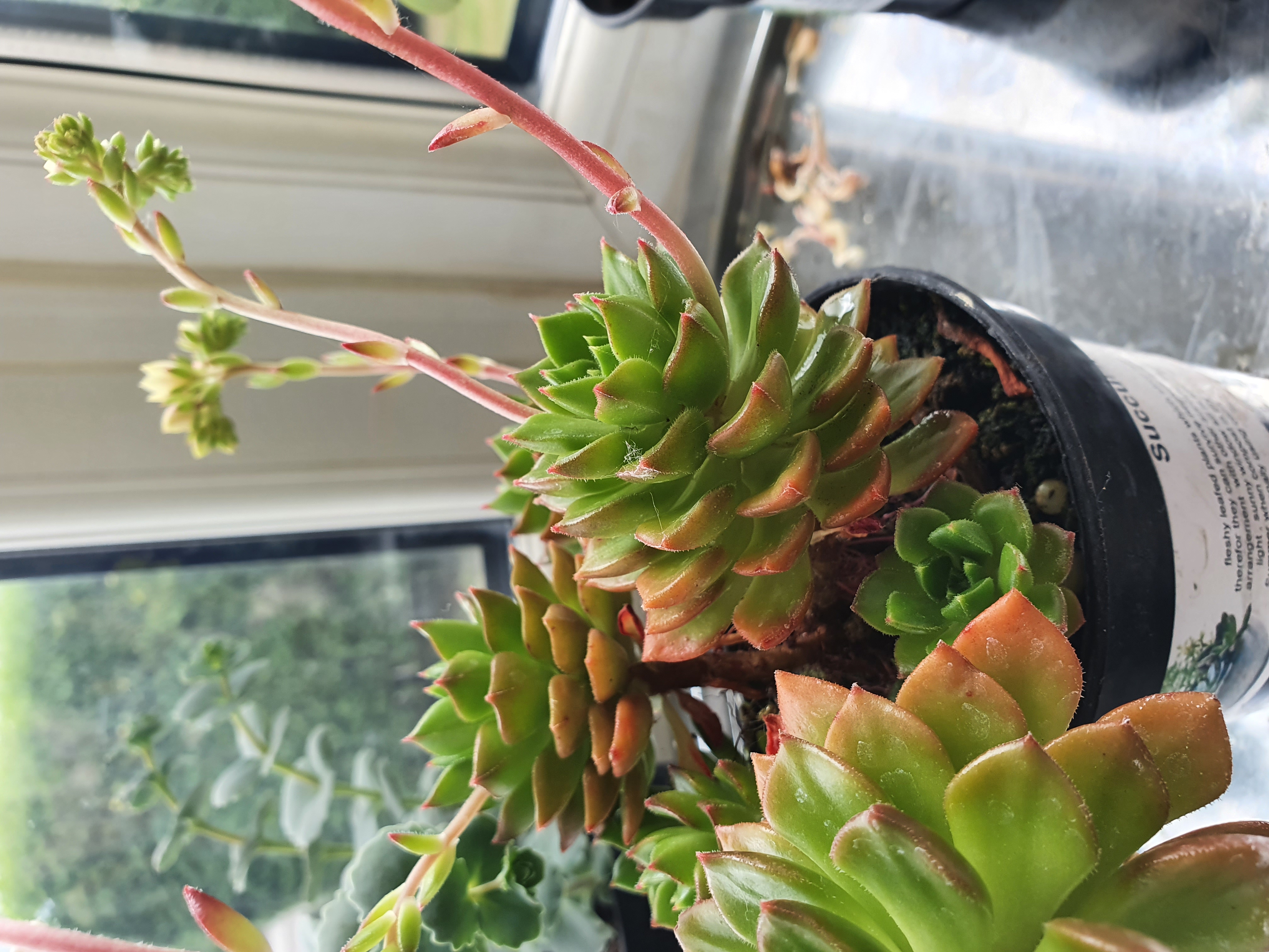 Sedeveria 'Letizia' succulent plant in a pot with visible flowers and healthy green leaves.