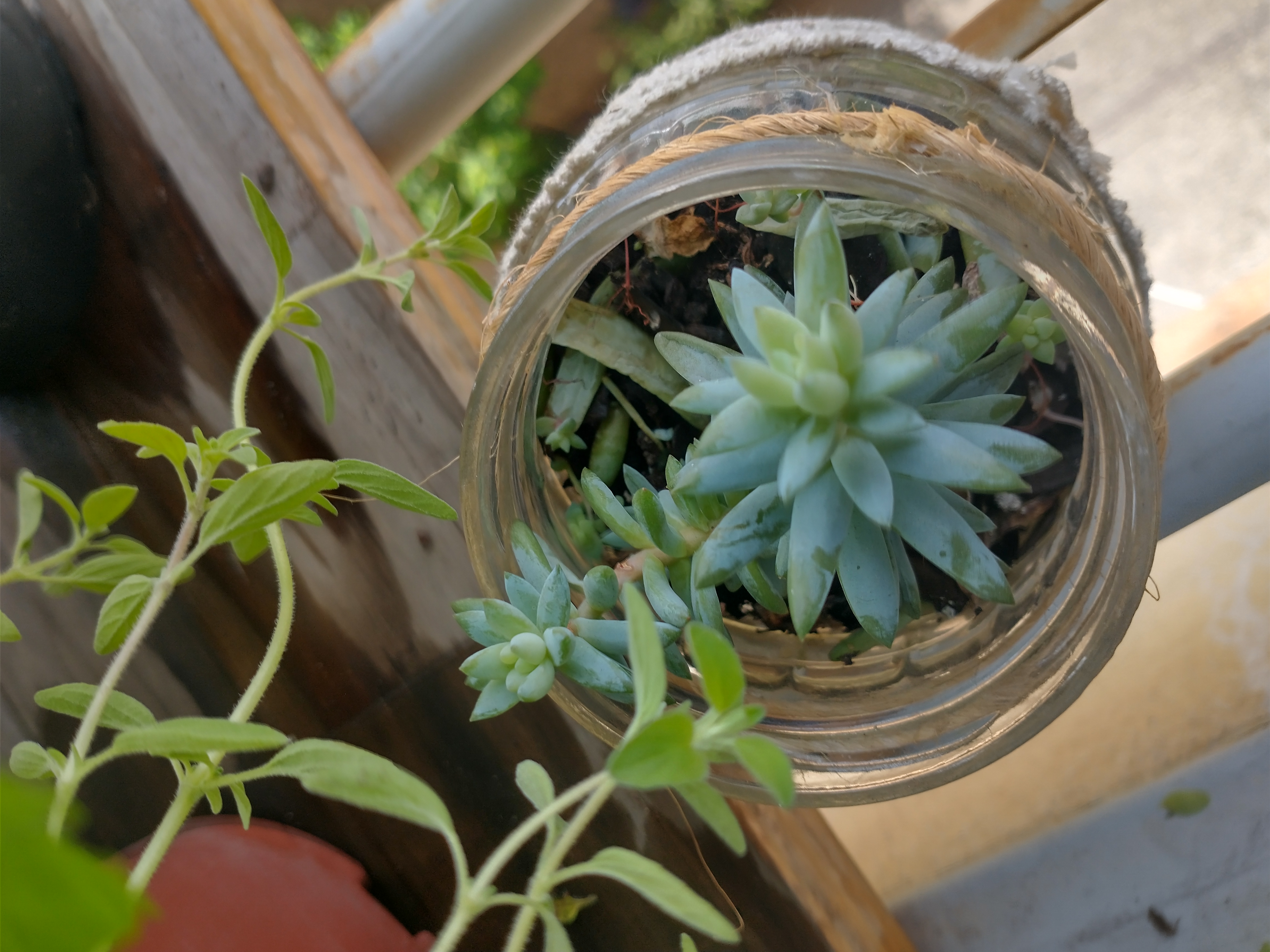 Graptosedum 'Francesco Baldi' succulent in a glass container, healthy with no visible issues.