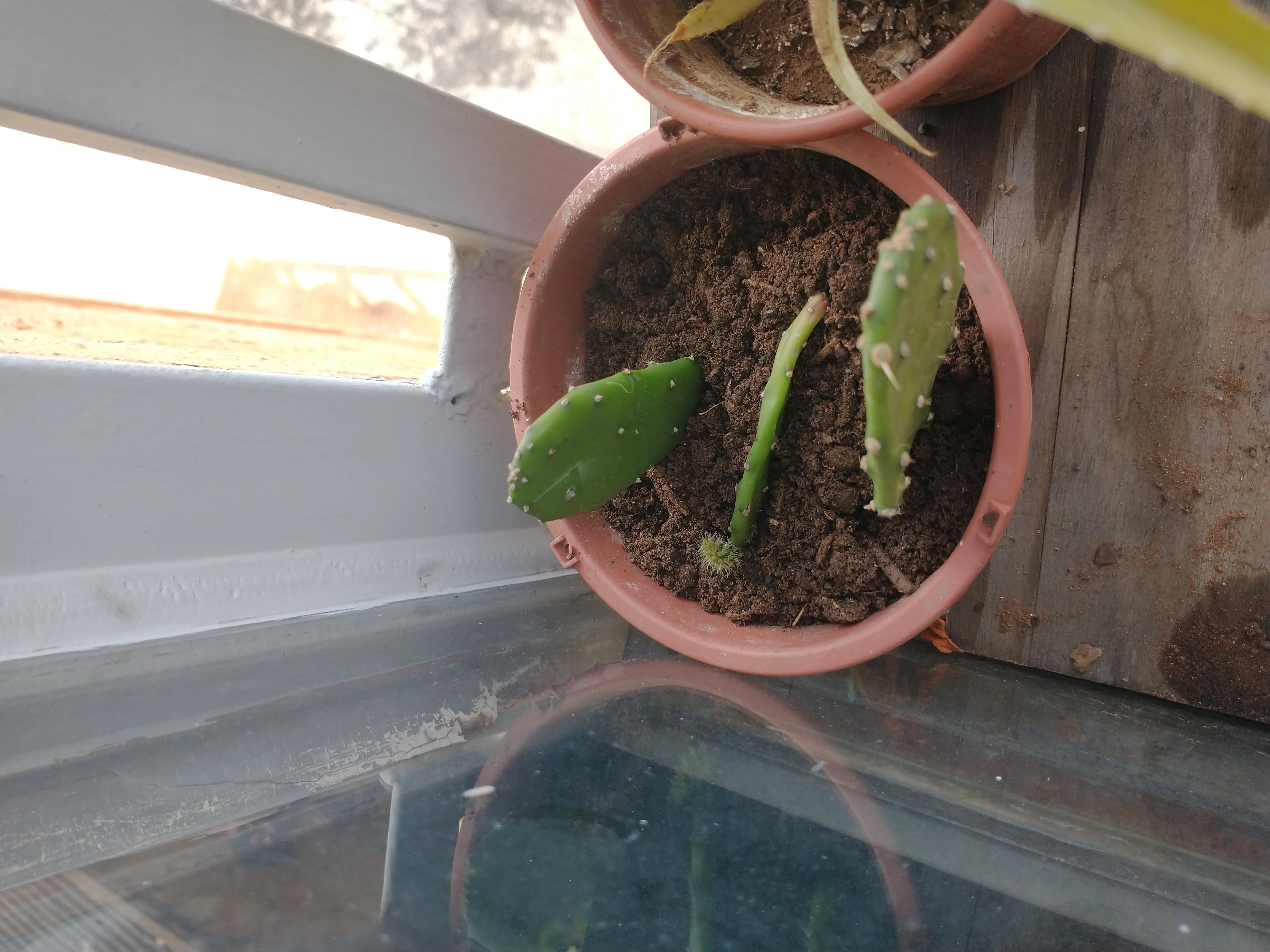 Photo of the plant species Warm Hand Cactus by @GlowingAchiote named Urumbeta on Greg, the plant care app