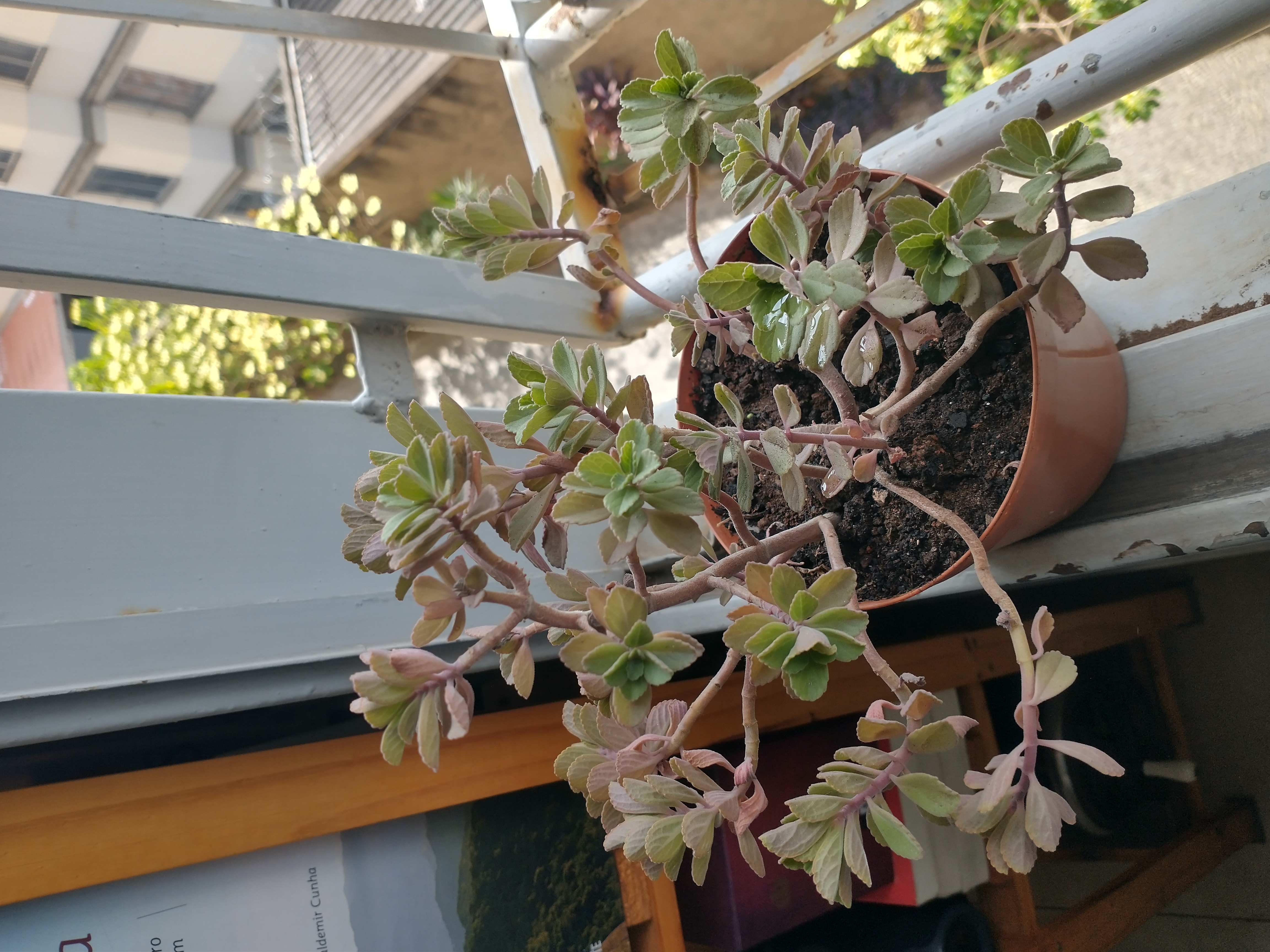 Plant care for Hedycarya perbracteolata on Greg, the plant care app