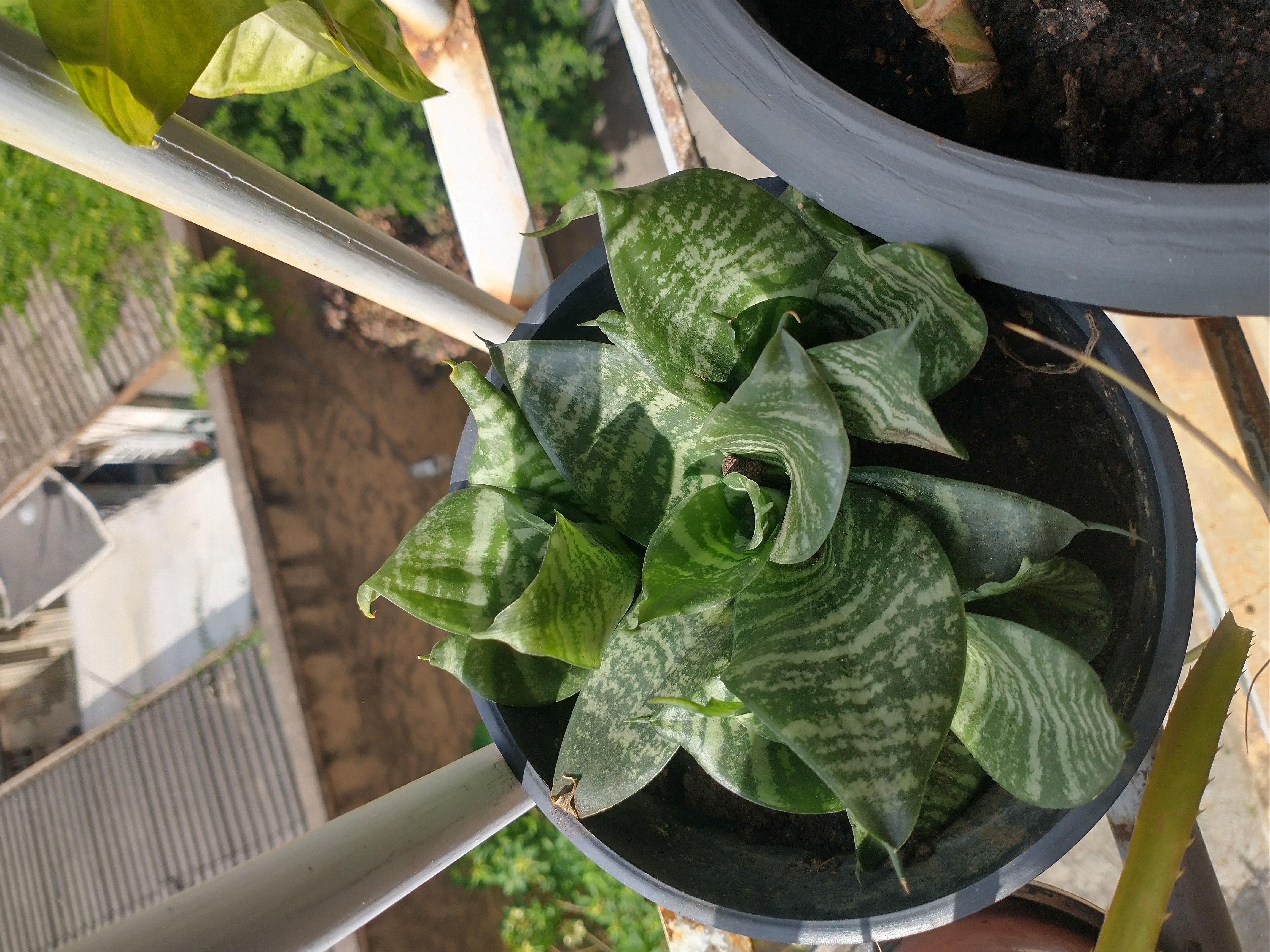 Potted Black Robusta Snake Plant with broad, dark green leaves featuring lighter green stripes.