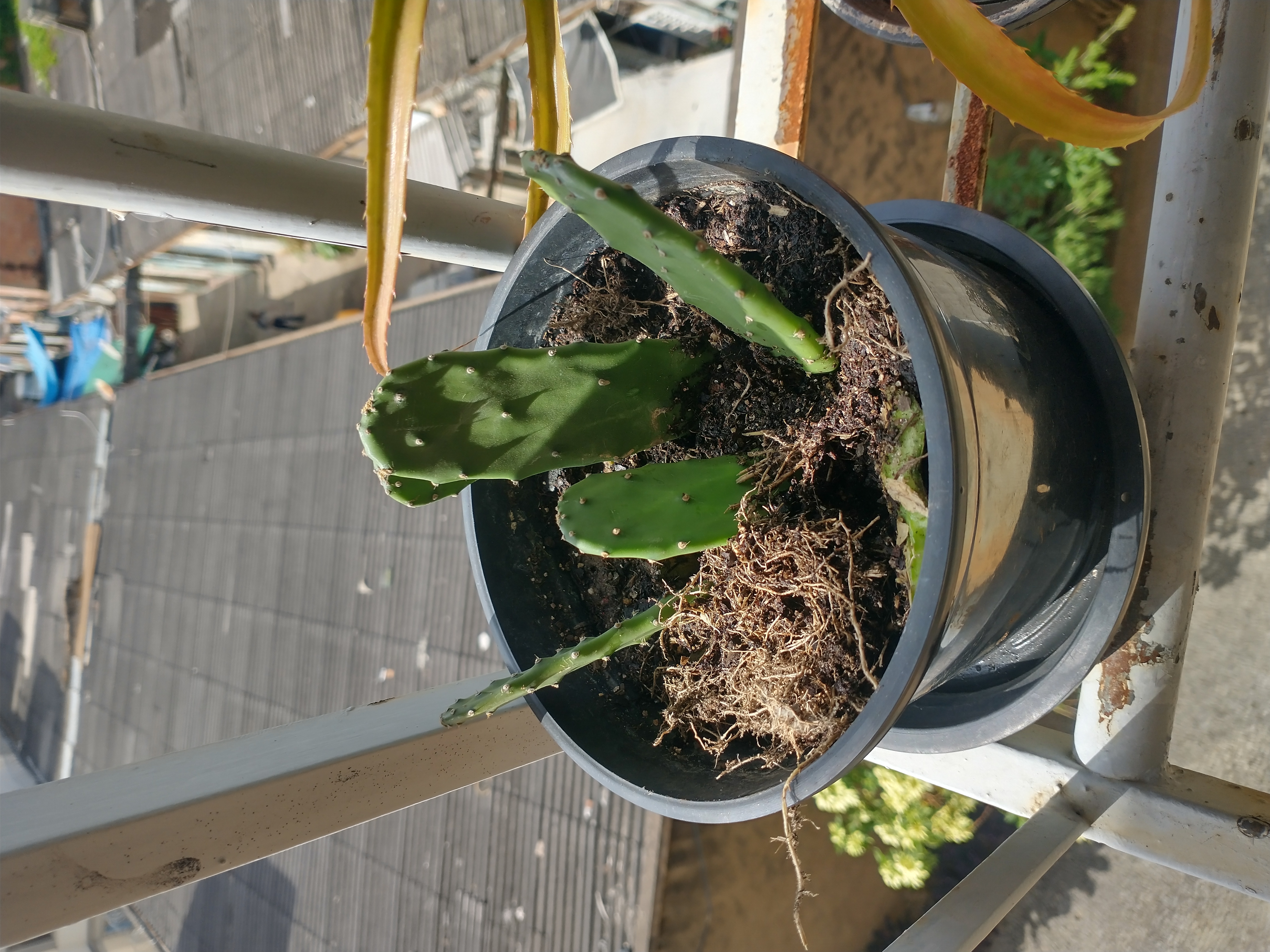 Photo of the plant species Warm Hand Cactus by @GlowingAchiote named Urumbeta on Greg, the plant care app
