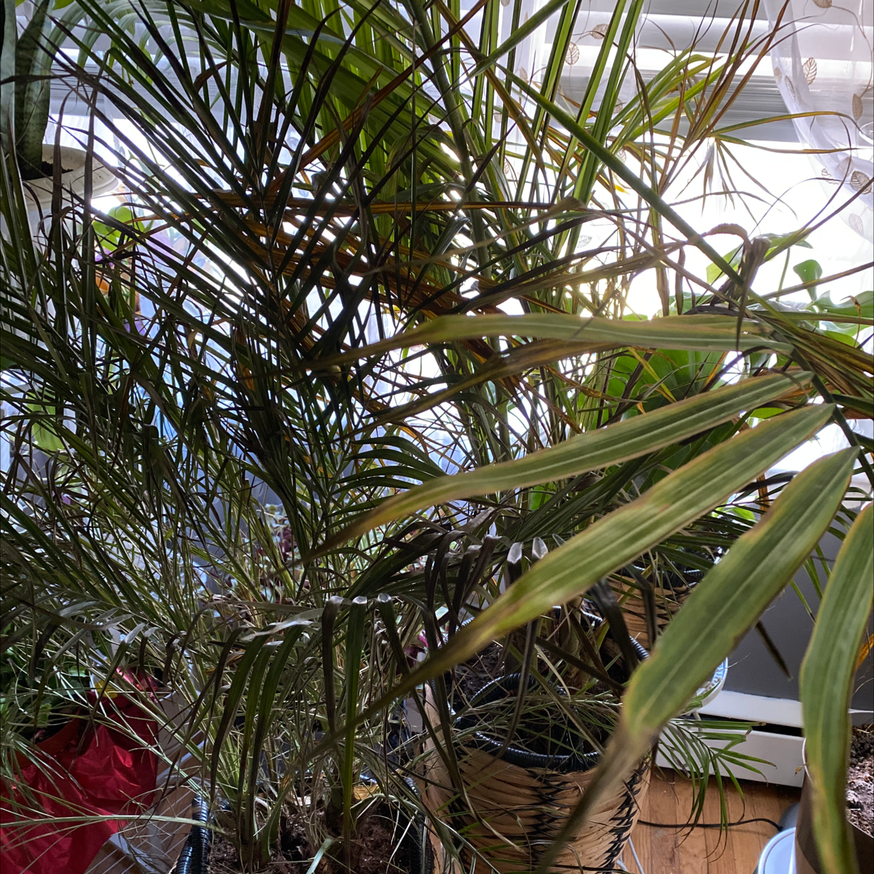 A healthy Pygmy Date Palm plant with lush green fronds, situated indoors among other foliage in natural lighting.