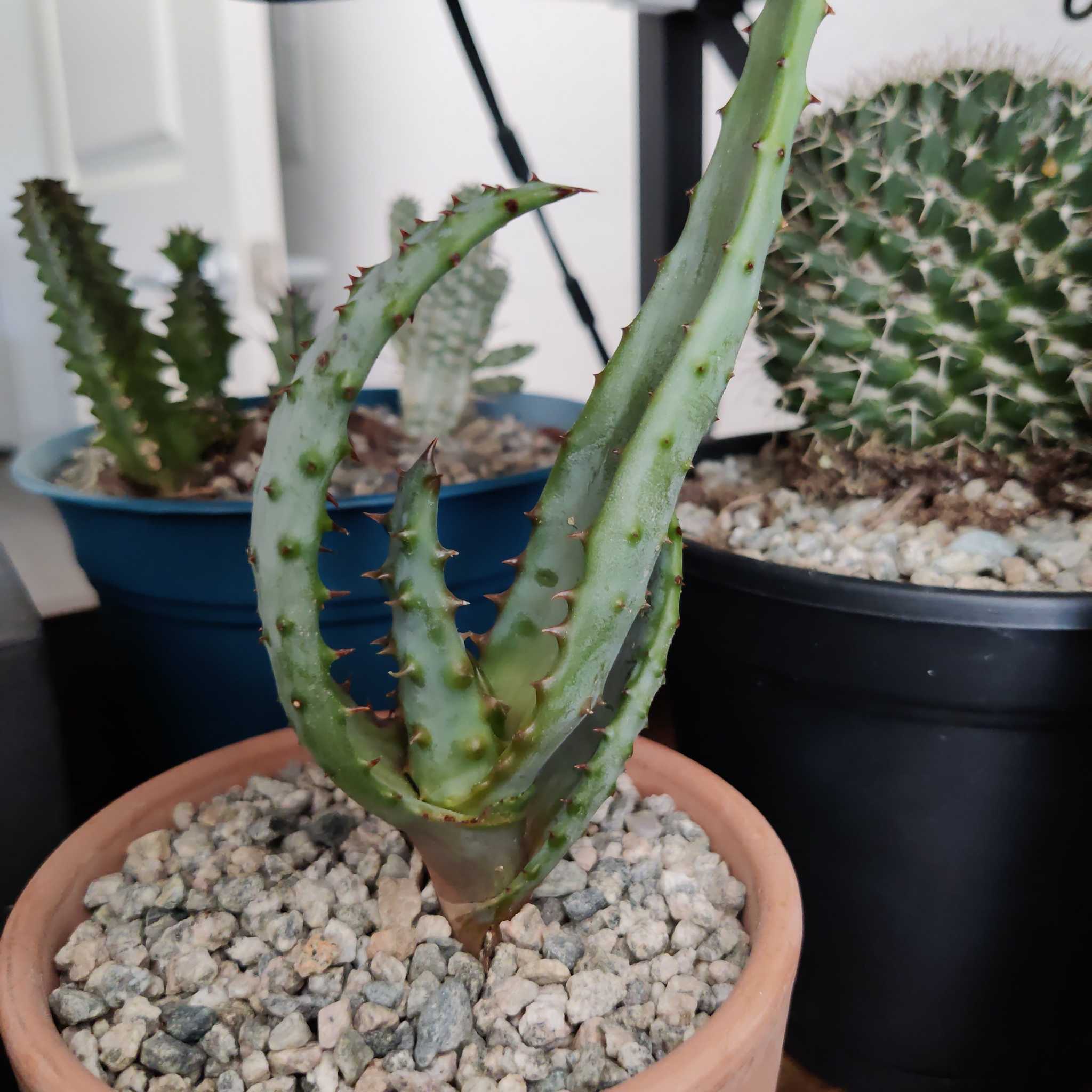 Cape Aloe plant in a terracotta pot with gravel, surrounded by other cacti and succulents.