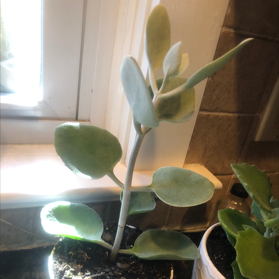 Copper Spoons plant with thick, silvery leaves in a pot near a window.
