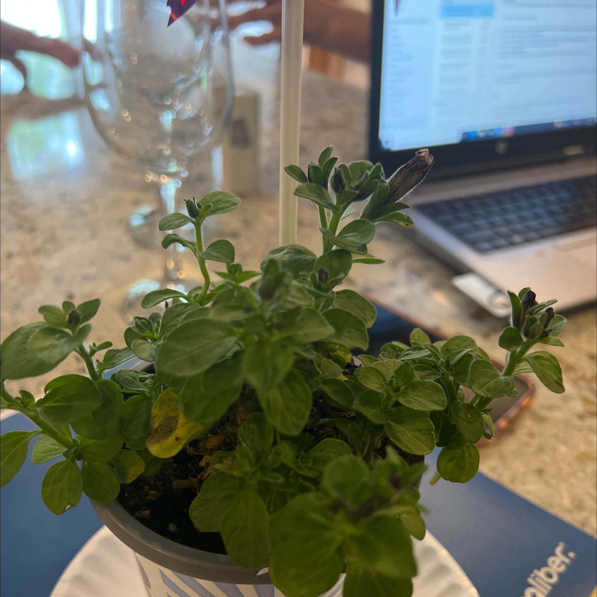 A healthy young oregano plant in a white pot, with vibrant green leaves. Laptop and wine glass visible in background.
