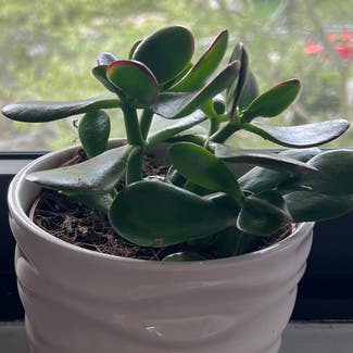 Jade plant in Somewhere on Earth