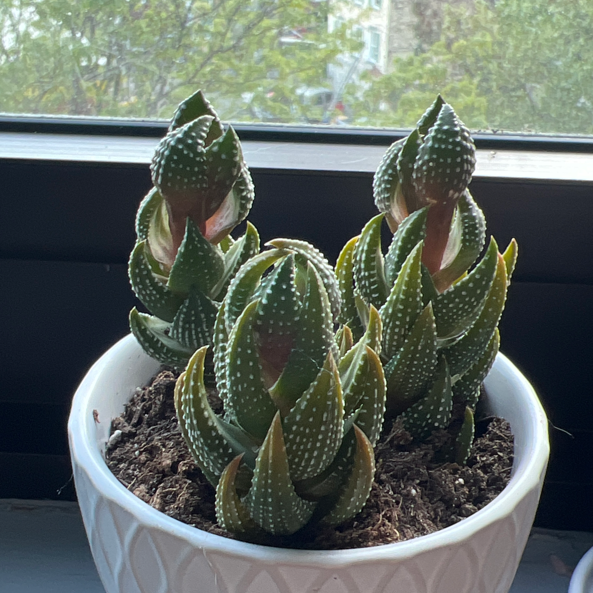 Haworthiopsis coarctata plant in a white pot with visible soil, well-framed and in focus.