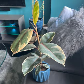 Ficus Decora plant in Somewhere on Earth