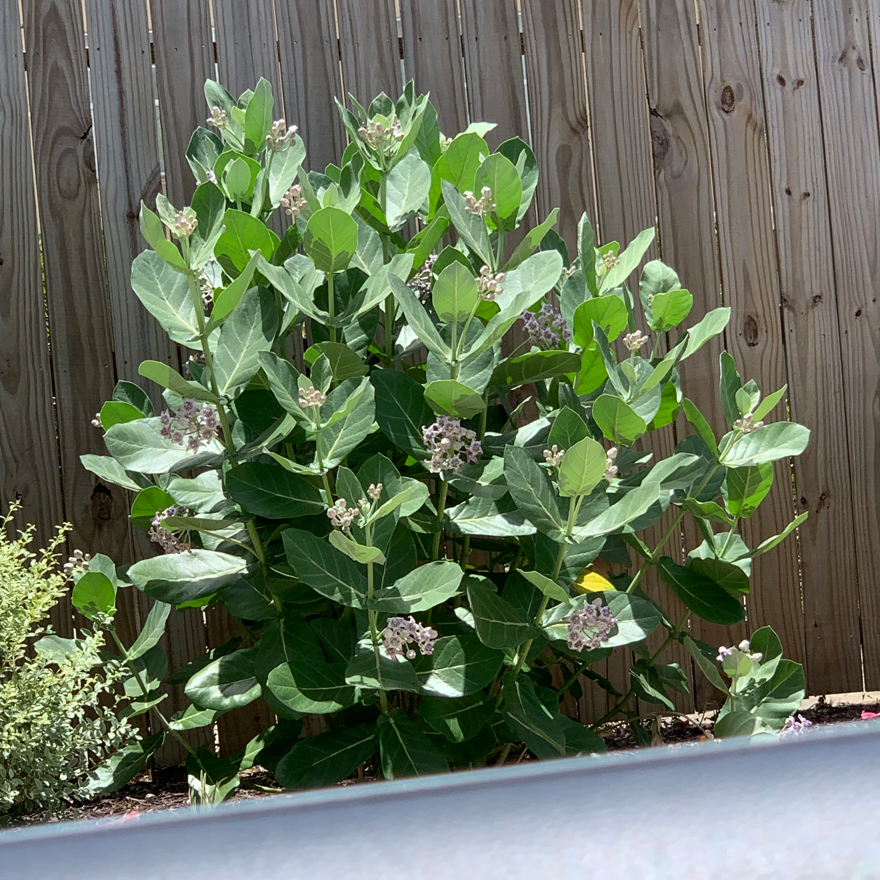 Crown Flower plant with large green leaves and visible flowers against a wooden fence.