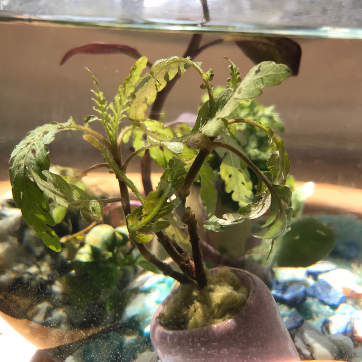 Photo of the plant species Hygrophila pinnatifida by April named da Vinci on Greg, the plant care app