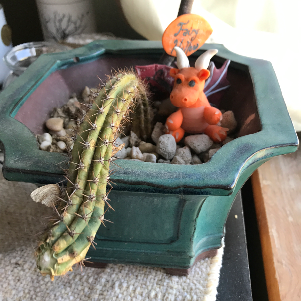 San Pedro Cactus in a pot with decorative elements, showing some yellowing.