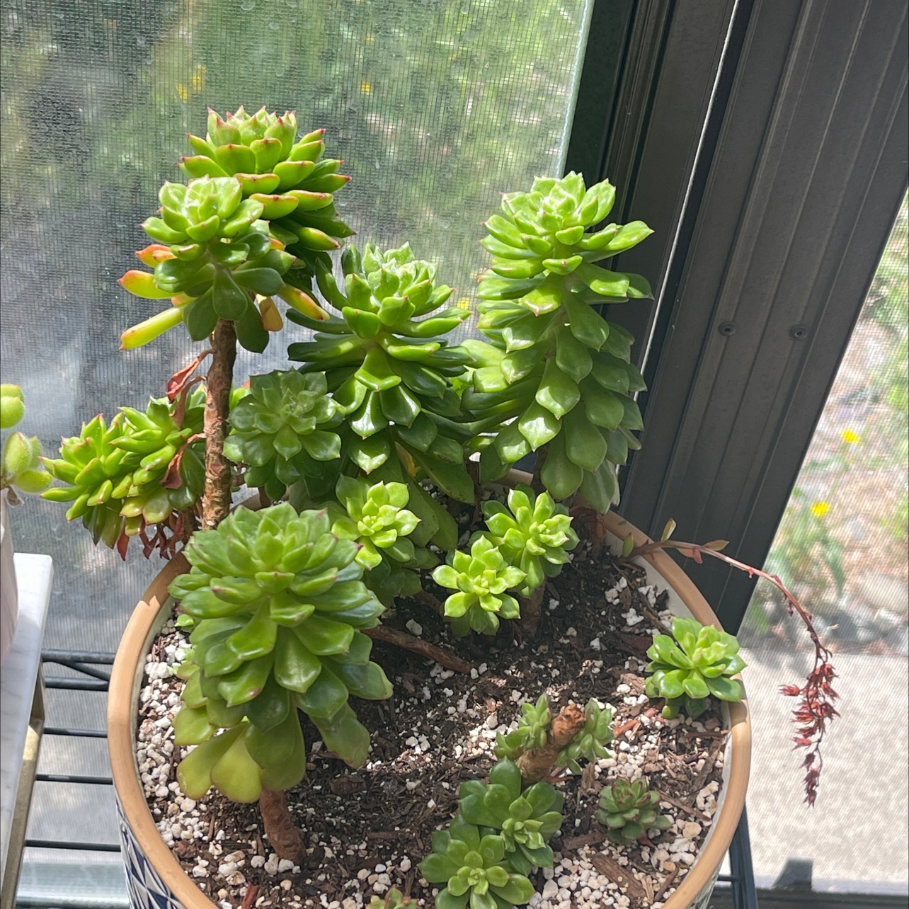 Photo of the plant species Echeveria Spruce Oliver by @TryIcarus named Your plant on Greg, the plant care app