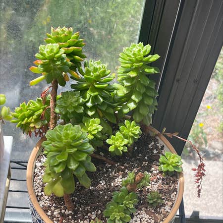 Photo of the plant species Echeveria Spruce Oliver by Tryicarus named Your plant on Greg, the plant care app
