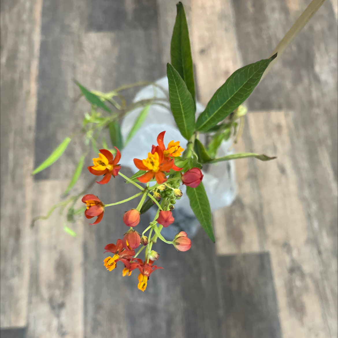 Scarlet Milkweed plant with vibrant red and yellow flowers, well-framed and in focus.