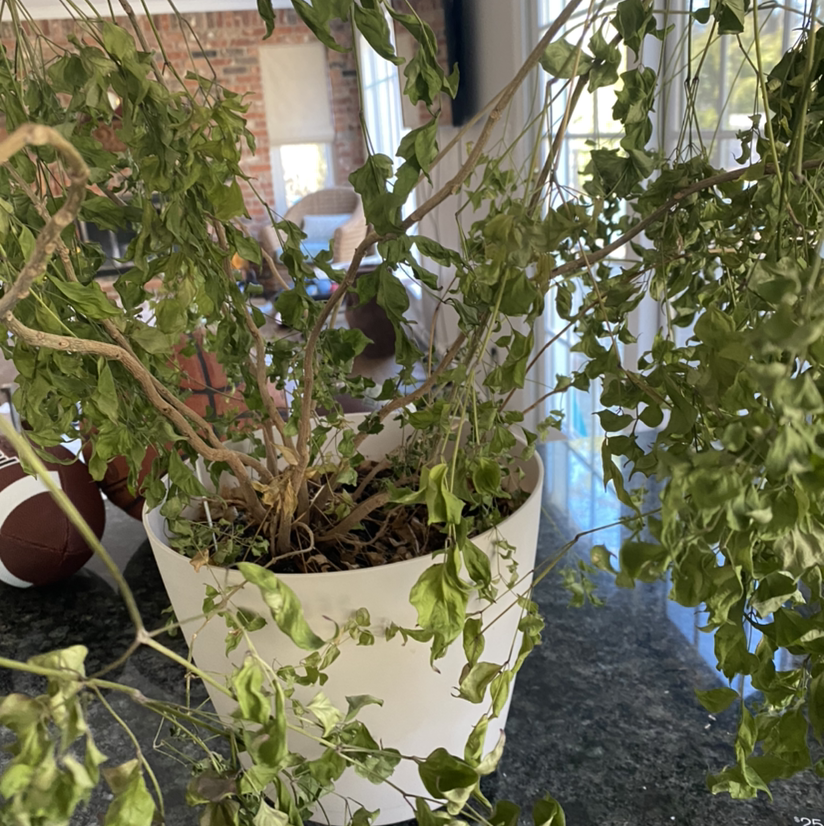 Healthy China Doll plant with lush green foliage growing in a white ceramic pot indoors near a window.