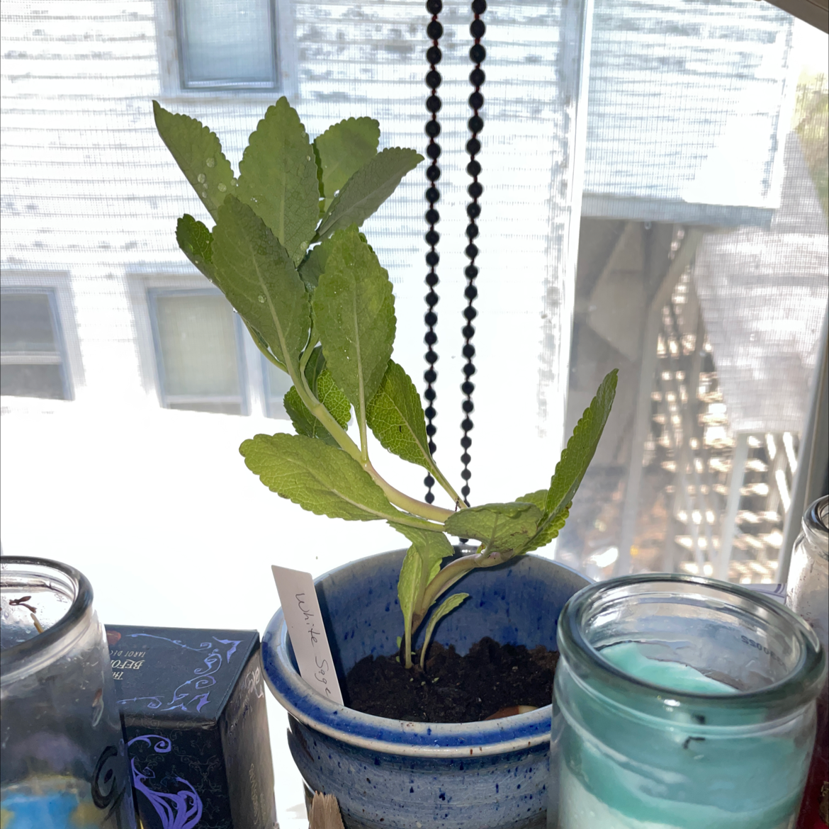 Potted White Sage plant with green leaves in a blue pot on a windowsill.