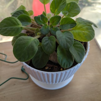 Kenyan Violet plant in Geneva, Florida