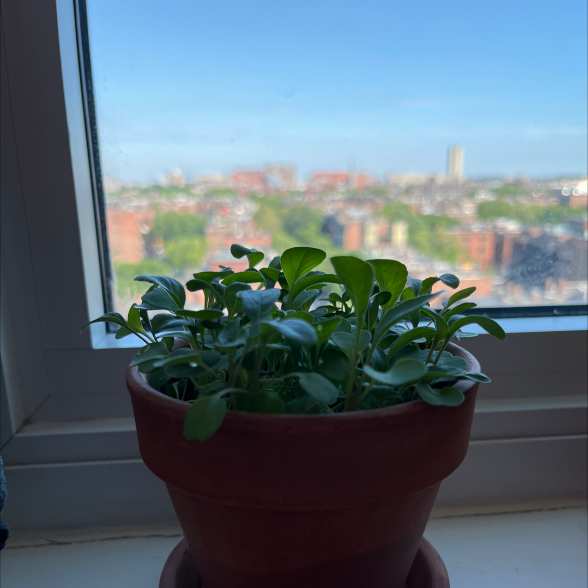 Potted Garden Rocket plant on a windowsill with a cityscape background.