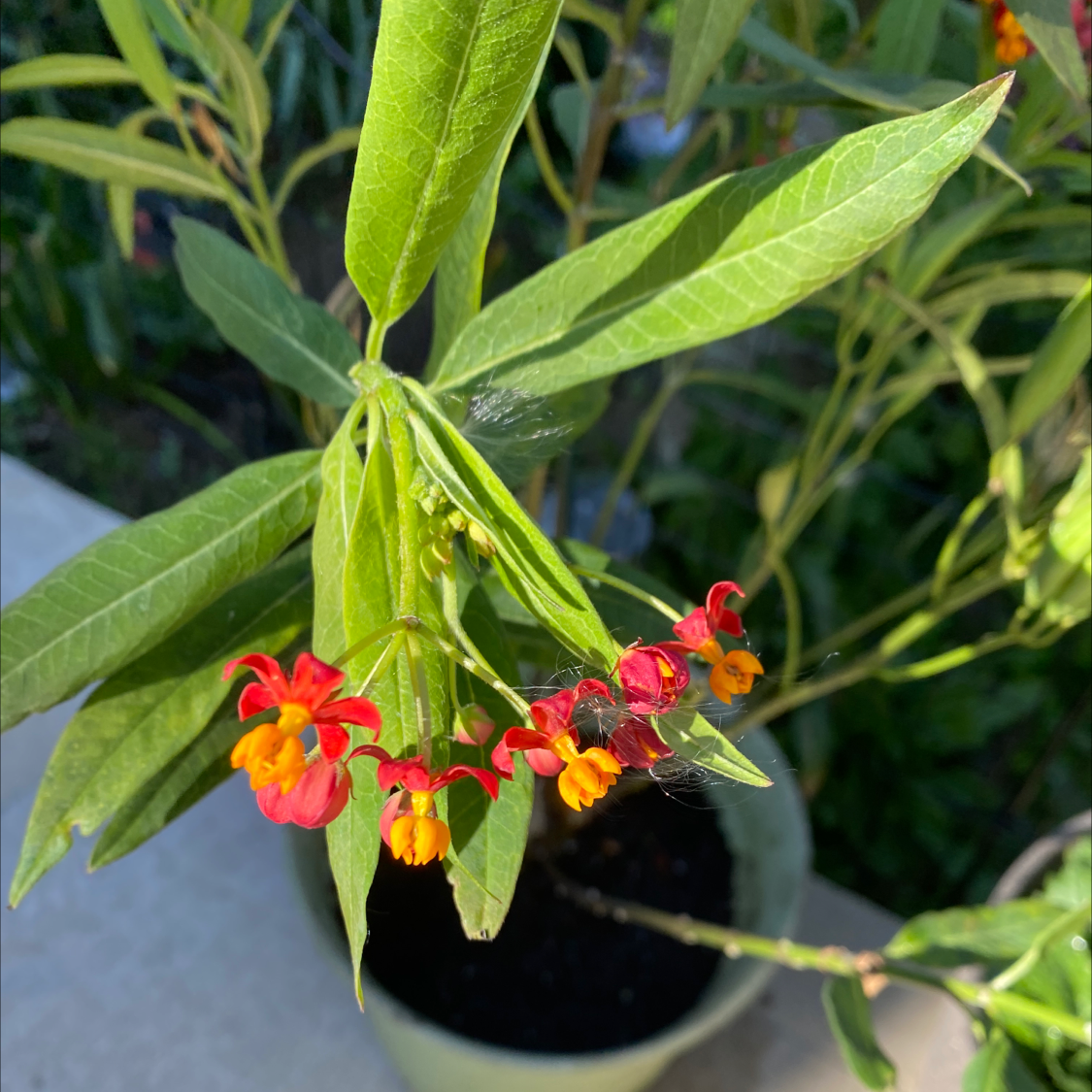 Scarlet Milkweed plant with vibrant red and yellow flowers, healthy leaves, and visible soil.