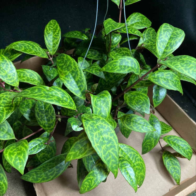 Healthy Black Pagoda Lipstick Plant with vibrant patterned leaves.