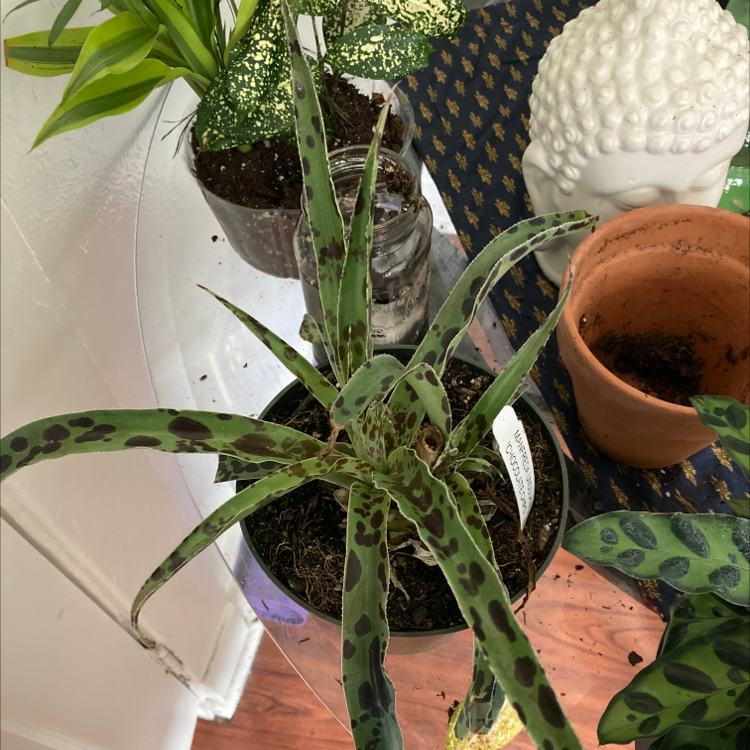 False Aloe plant with spotted leaves on a table with other plants and objects.