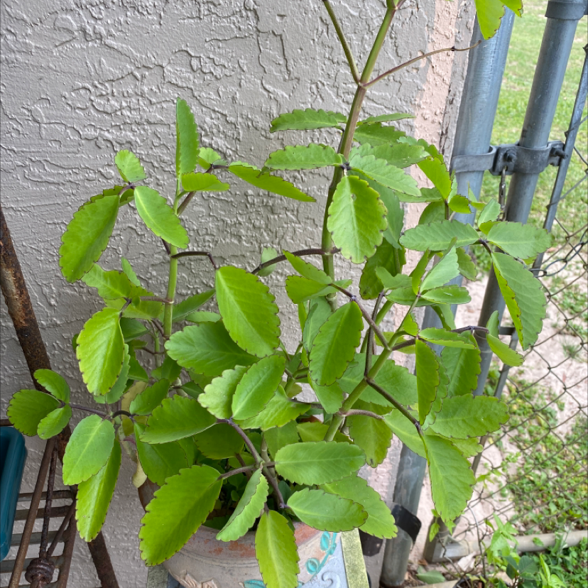 Life Plant