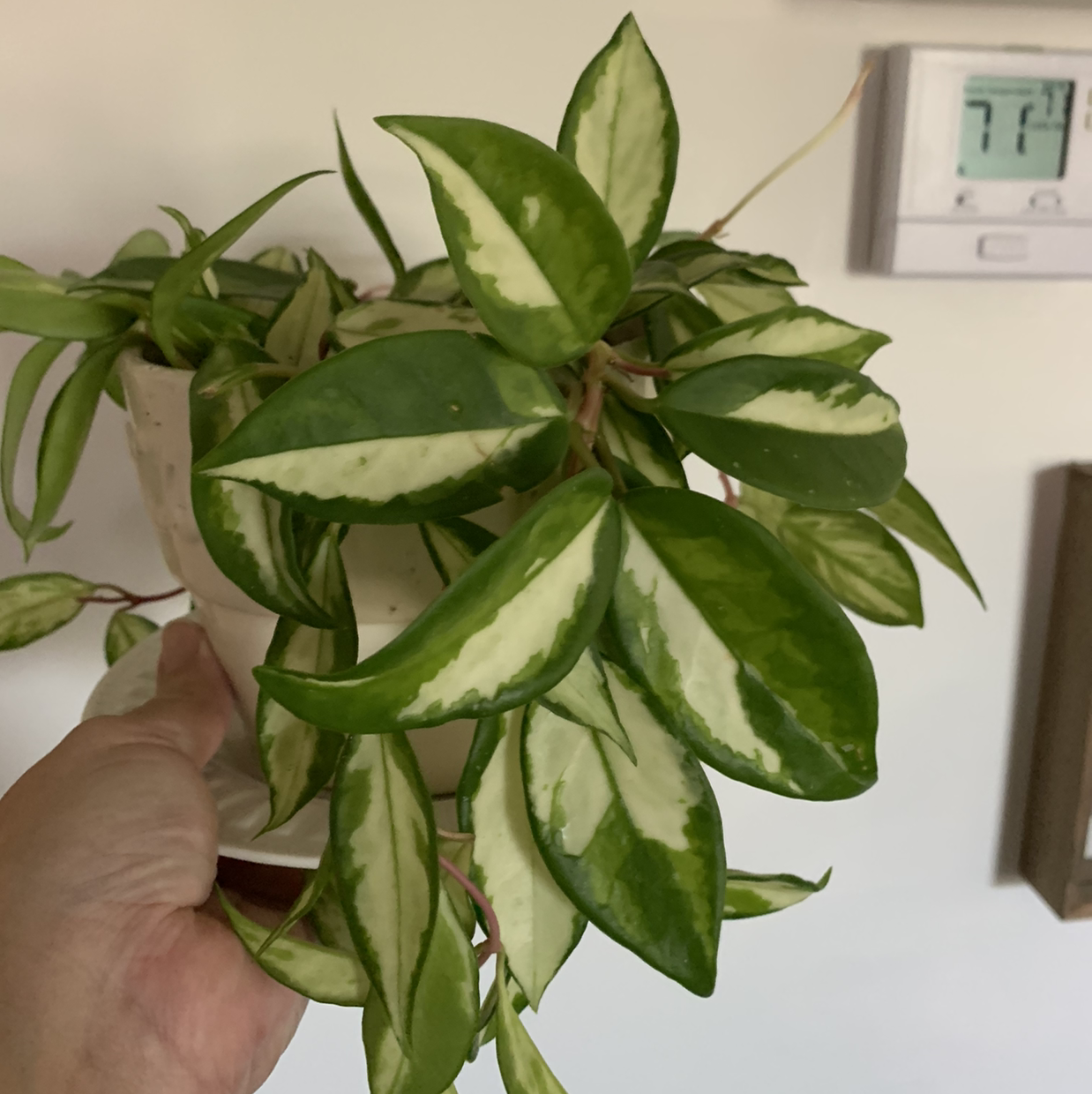 Hand holding a healthy, variegated waxplant houseplant with glossy oval leaves in shades of green and white.