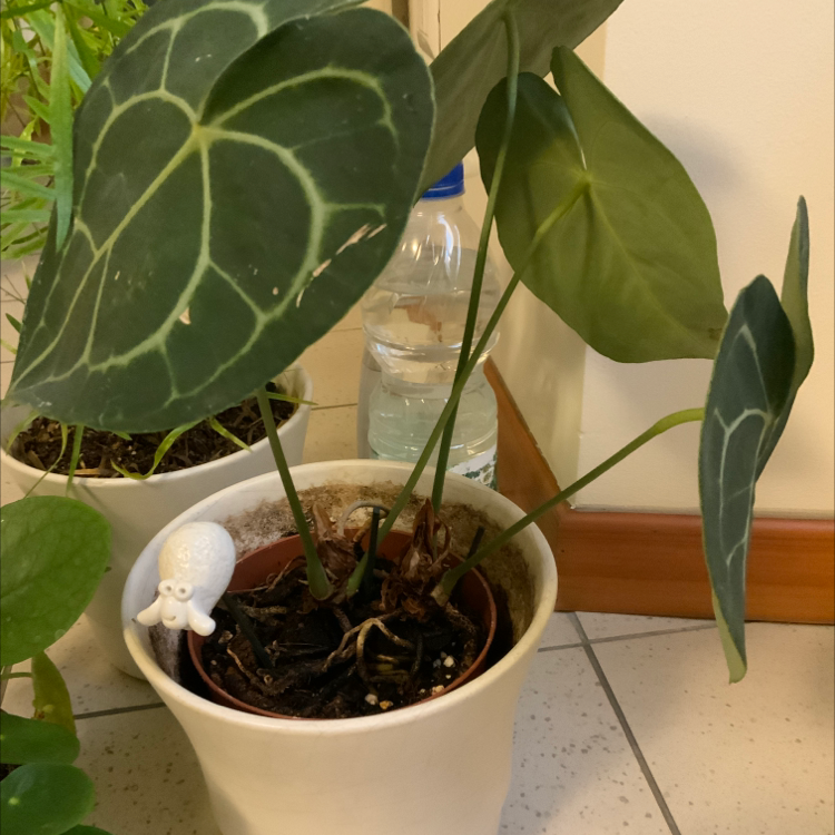 Photo of the plant species Crystal Anthurium by @Jeanice named Crystal flower on Greg, the plant care app