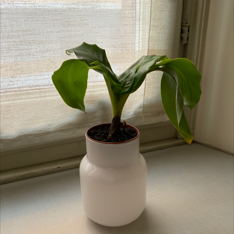 yellow leaves on banana plant