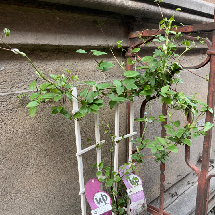 Photo of the plant species Clematis samaritan 'Jo' by @Jeanice named Purple flower on Greg, the plant care app