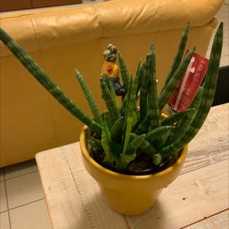 Cylindrical Snake Plant plant in Como, Lombardia