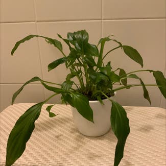Peace Lily plant in Como, Lombardia