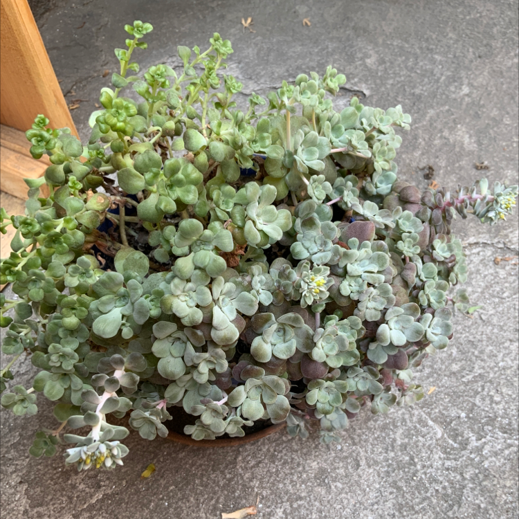 Potted Chinese Sedum plant with green and slightly purple-tinged leaves, showing some flowers.
