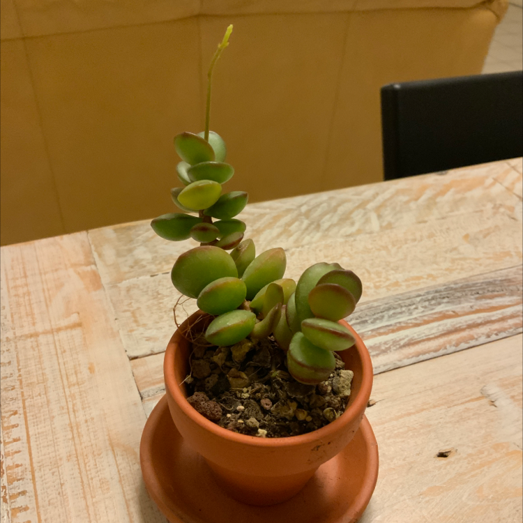 Photo of the plant species Corsican Stonecrop by @Jeanice named Stone on Greg, the plant care app