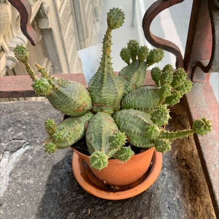 Photo of the plant species Euphorbia tubiglans by @Jeanice named Strange monster on Greg, the plant care app
