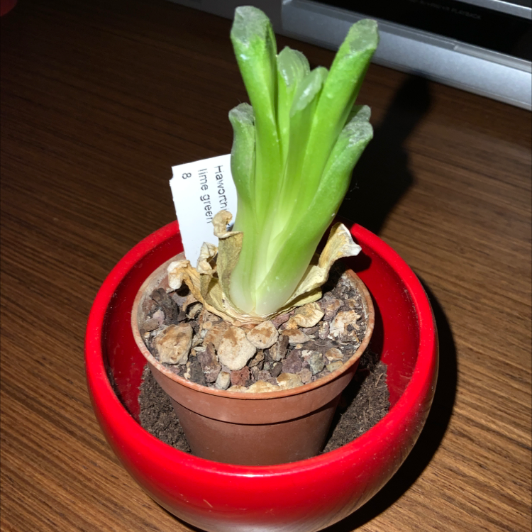 Photo of the plant species Horse's Teeth by @Jeanice named Lime green on Greg, the plant care app