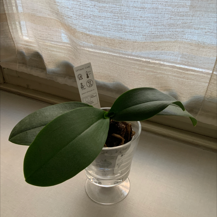 Mini Phalaenopsis Orchid in a transparent pot with green leaves and a care instruction tag.
