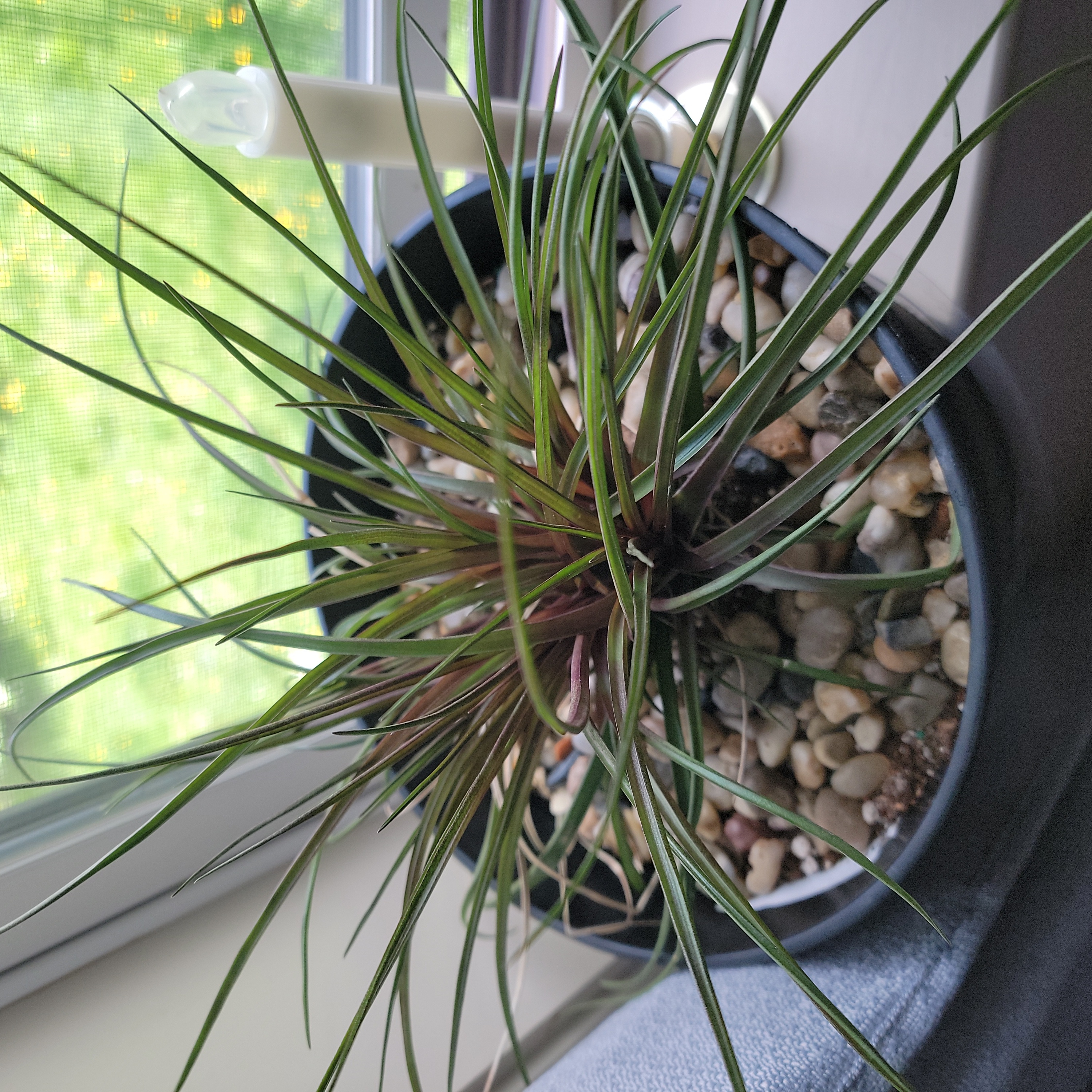 Photo of the plant species Chinese pennisetum by @CrankyMartian named Federico on Greg, the plant care app