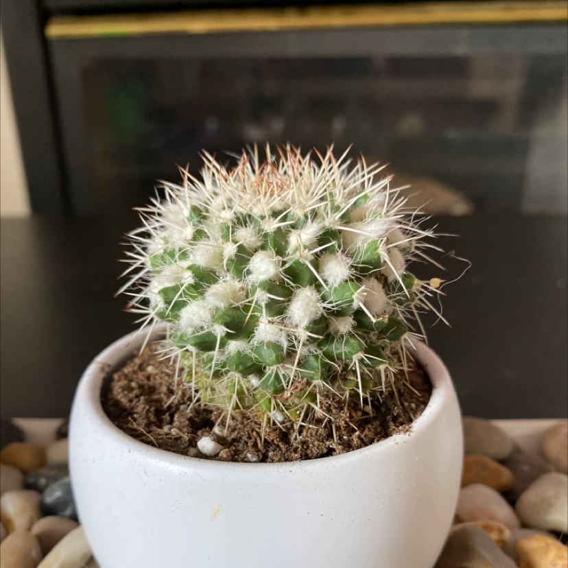 Mexican Pincushion cactus in a white pot with visible soil, well-framed and in focus.