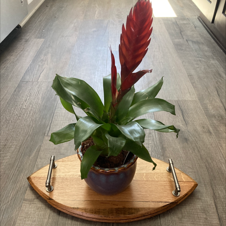 Flaming Sword plant (Vriesea splendens) in a pot on a wooden tray, with vibrant red bracts and green leaves.