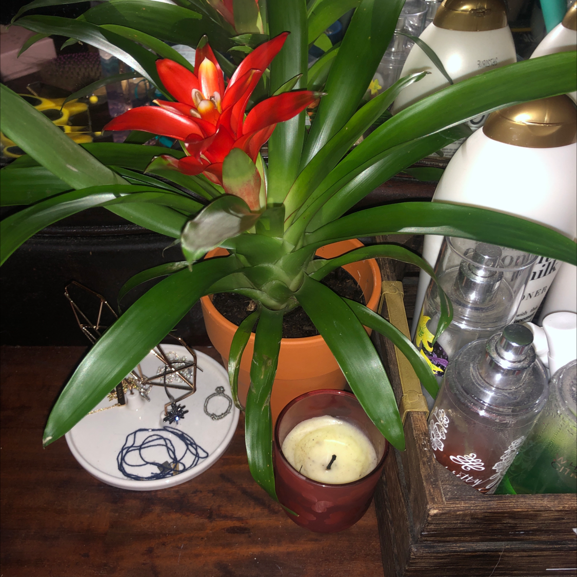 Healthy red-flowering bromeliad airplant in decorative setting on wooden table with candle and small dish.