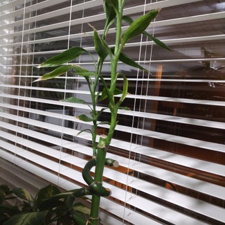 Lucky Bamboo plant in Baltimore, Maryland
