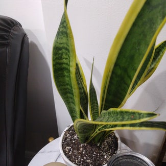 Snake Plant plant in Baltimore, Maryland
