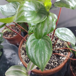Emerald Ripple Peperomia plant in Baltimore, Maryland